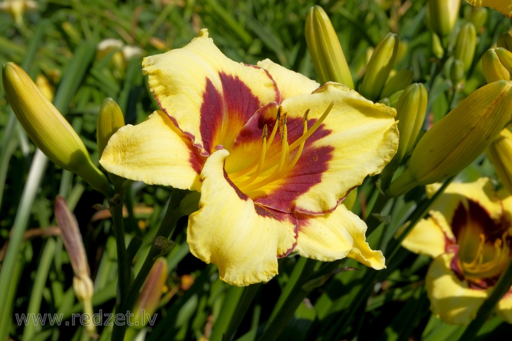 Blooming daylily