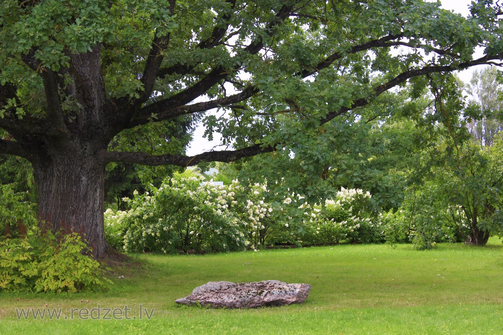 Collection of Hydrangeaceae in the National Botanic Garden