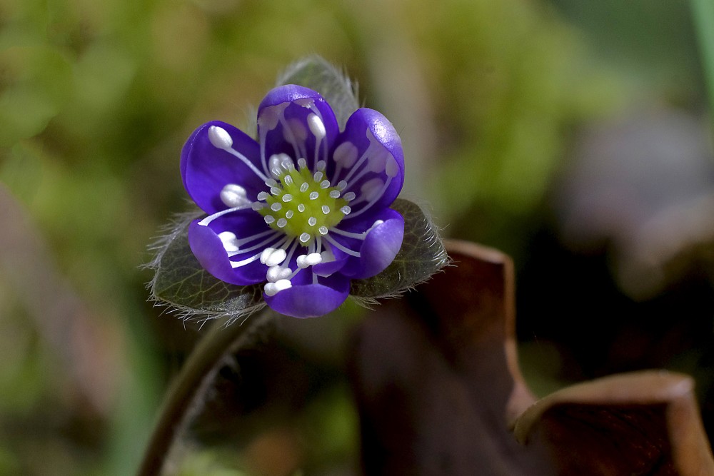 Zilās vizbulītes zieds
