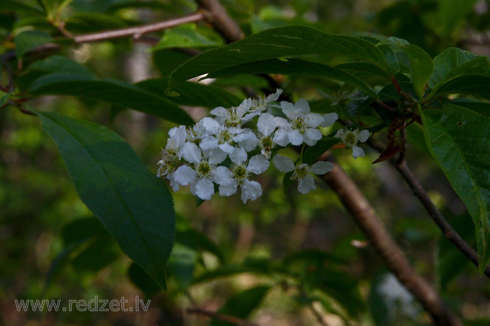 Flowering Prunus padus