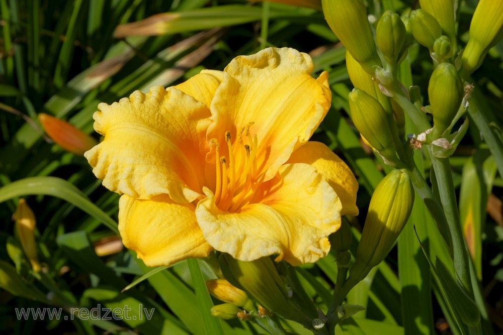 Blooming daylily