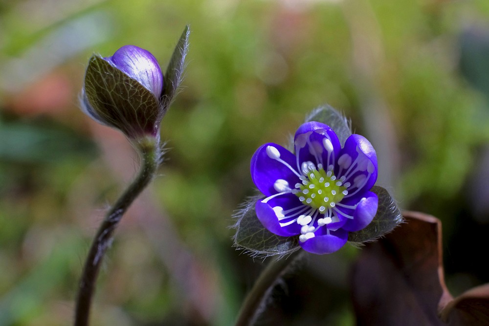 Kidneywort flower and bud