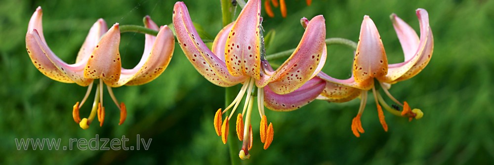 Martagon lily