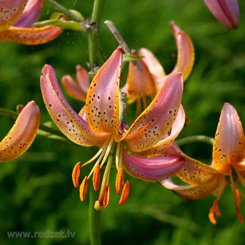 Martagon lily
