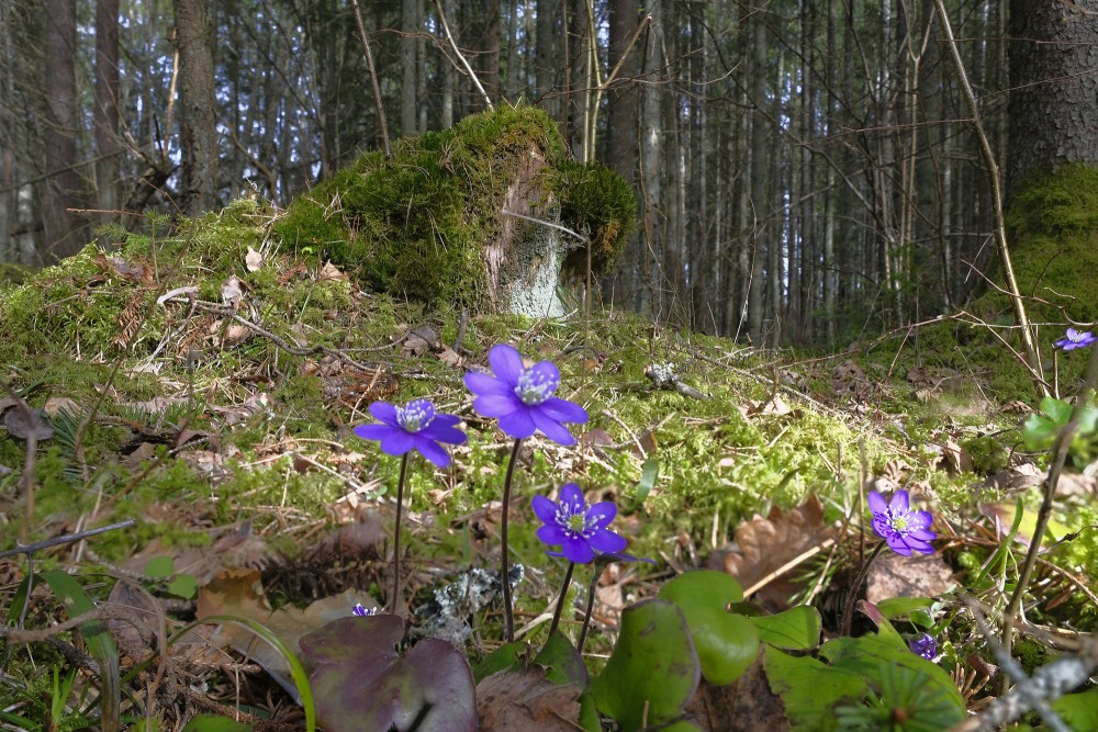 Meža ainava ar zilām vizbulītēm, ar sūnām apaudzis celms