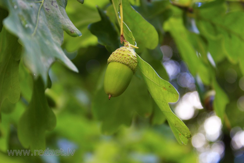 Acorn