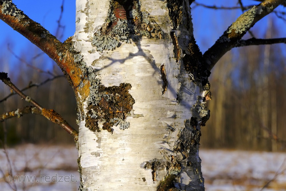 Birch Trunk in Winter