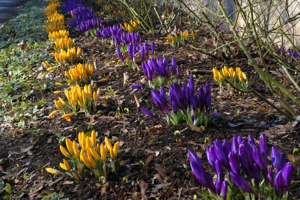Crocus