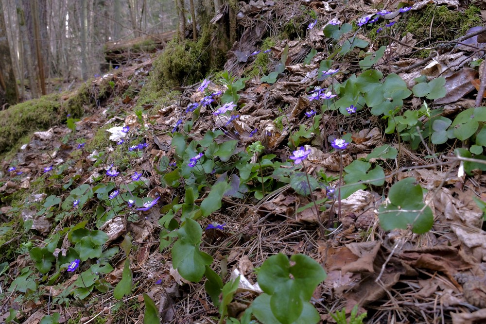 Common Hepatica