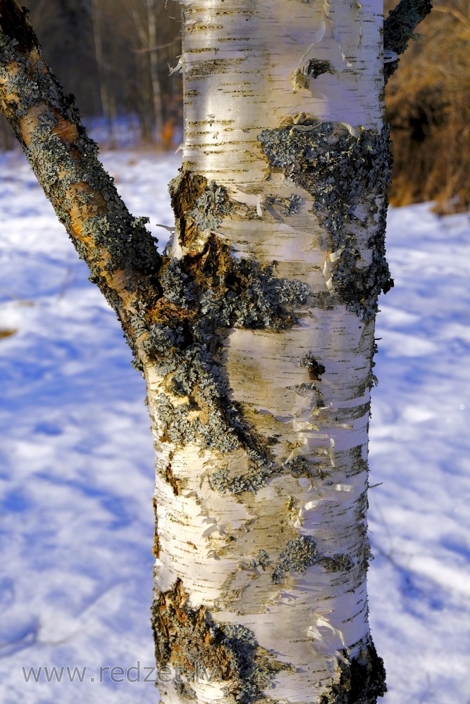 Birch Trunk in Winter