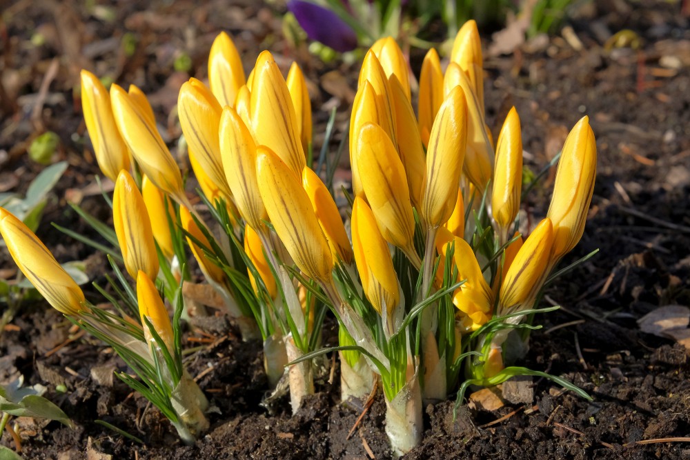 Yellow Crocuses