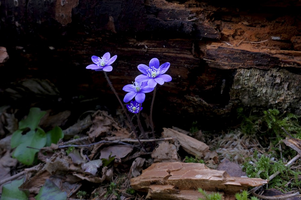 Anemone hepatica (Common hepatica, Liverwort, Liverleaf, or Pennywort)