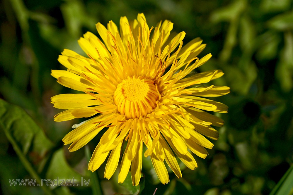 Dandelion Flower