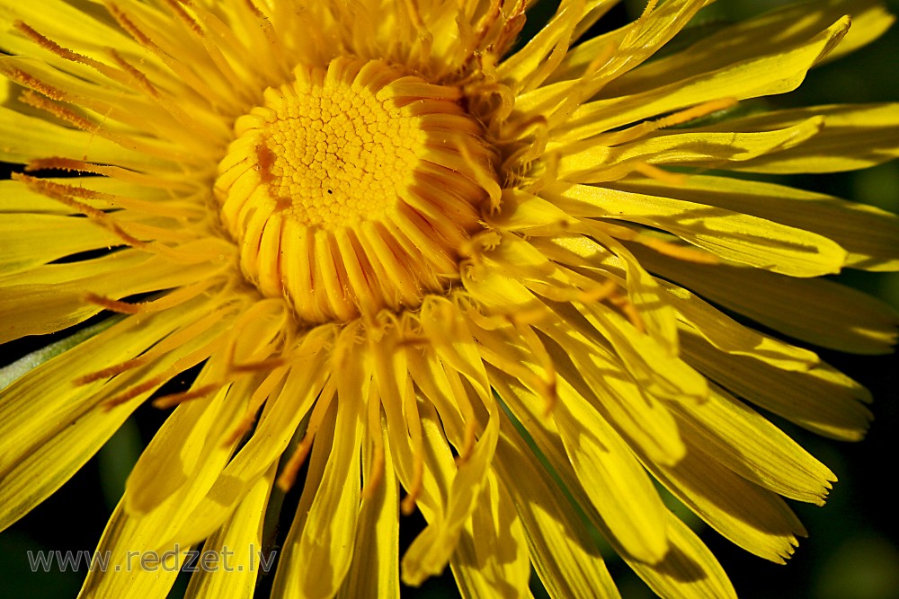 Dandelion flower