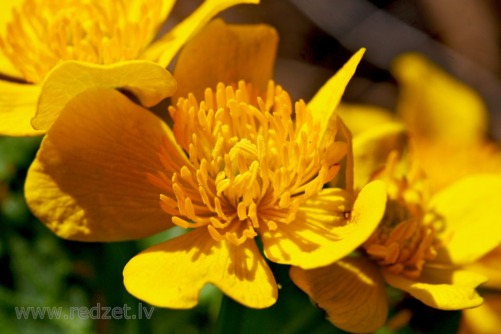 Close-up of Beautiful Marsh Marigold