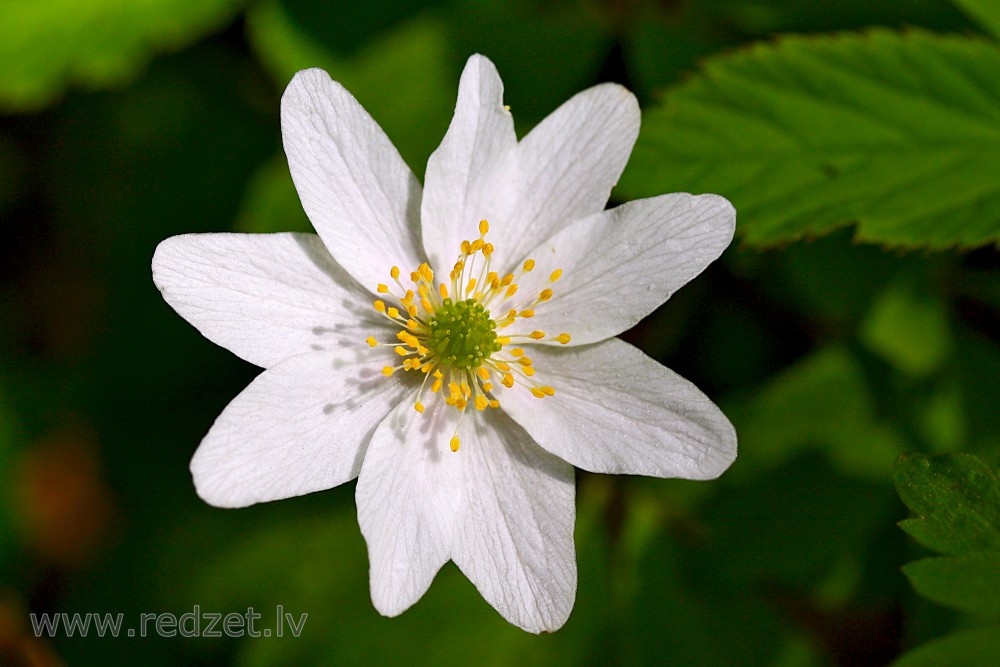 Wood anemone Flower