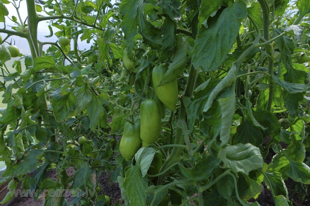 Green tomatoes