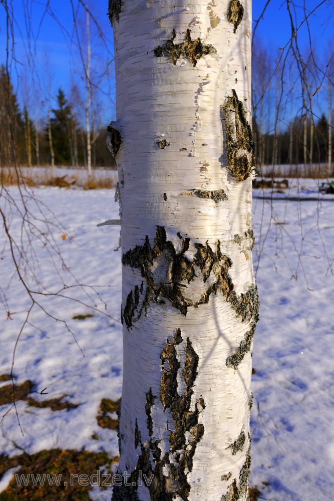 Birch Trunk in Winter