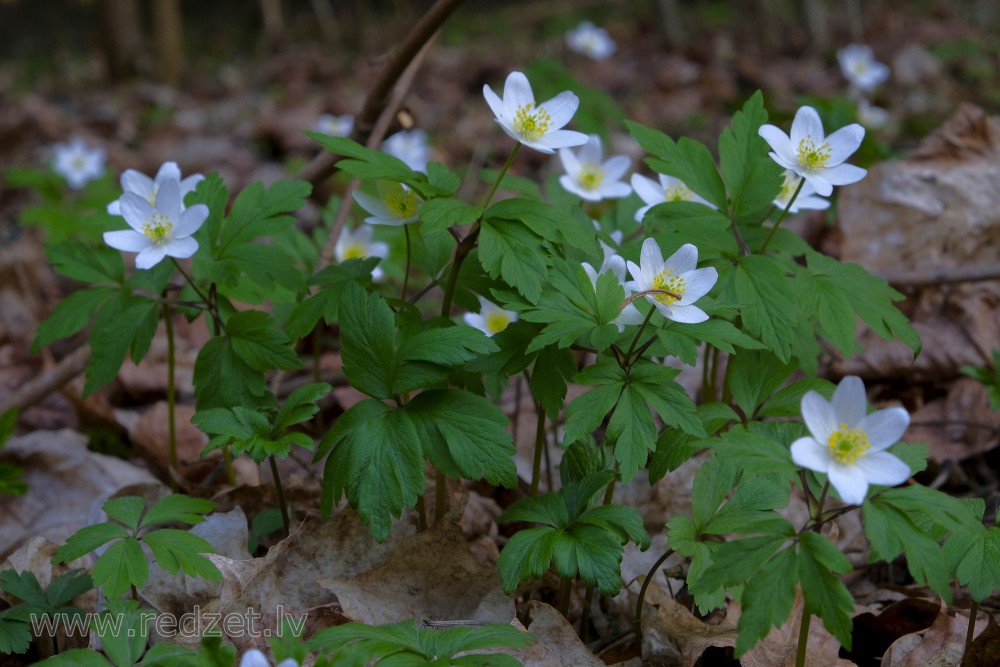 Wood anemone, Windflower, Thimbleweed, Smell fox