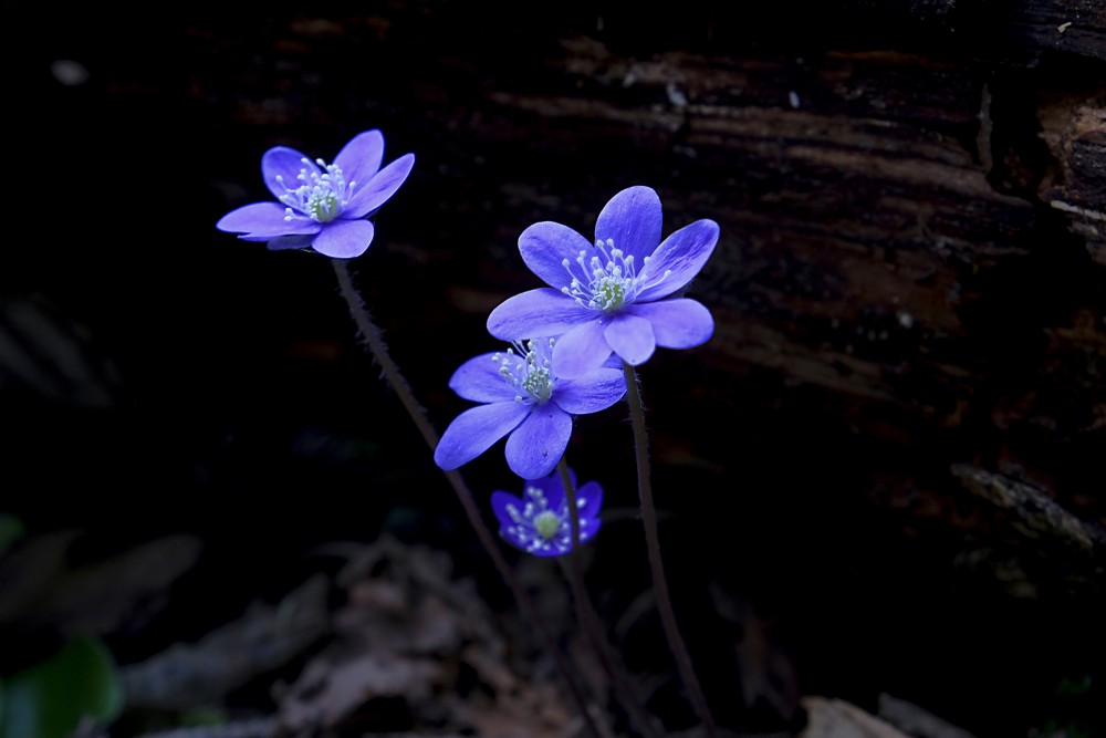 Anemone hepatica (Common hepatica, Liverwort, Liverleaf, or Pennywort)