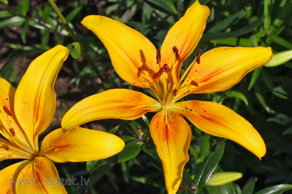Lilijas