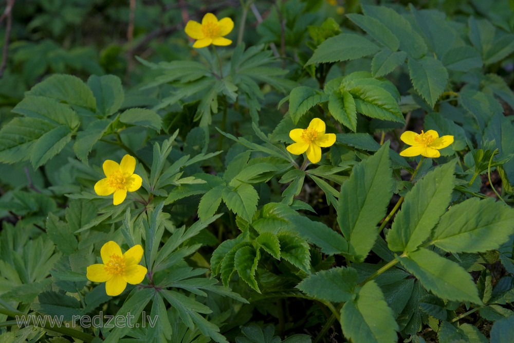 Yellow anemone, Yellow wood anemone or Buttercup anemone