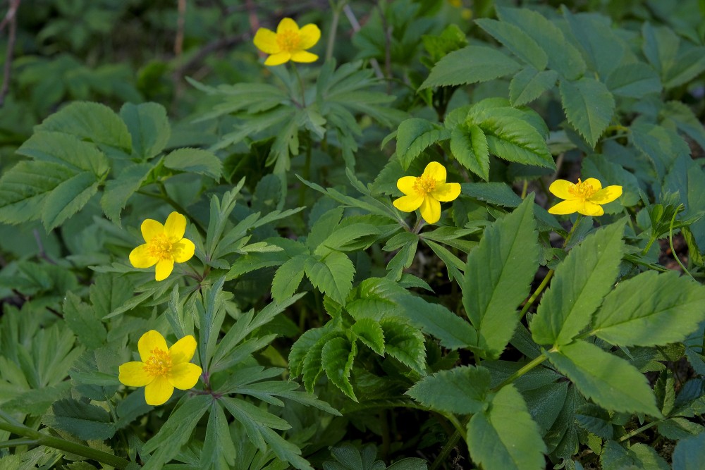 Yellow anemone, Yellow wood anemone or Buttercup anemone
