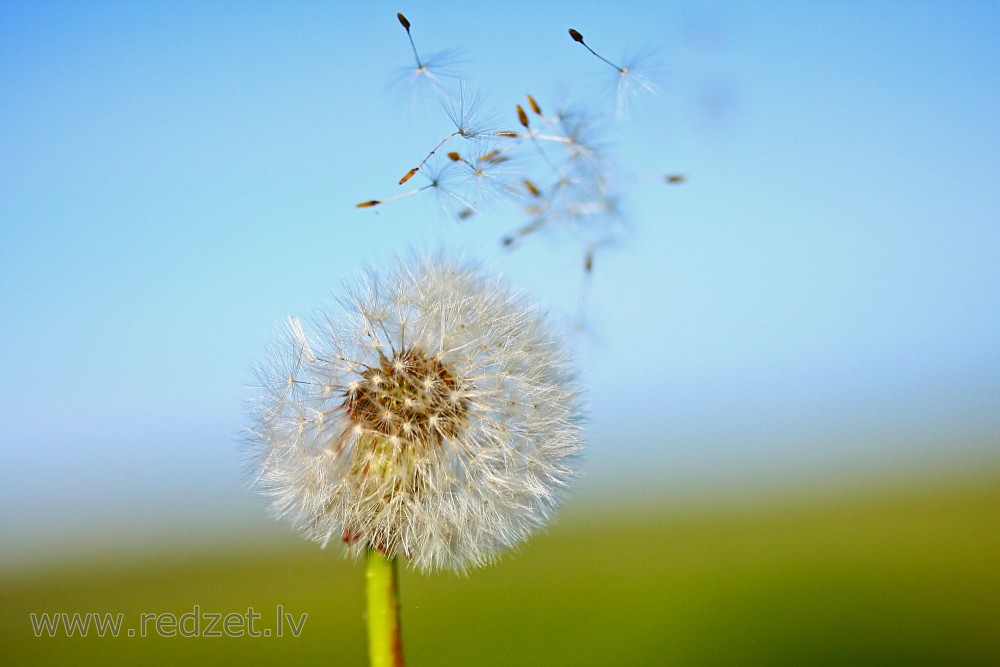  Dandelion Seeds