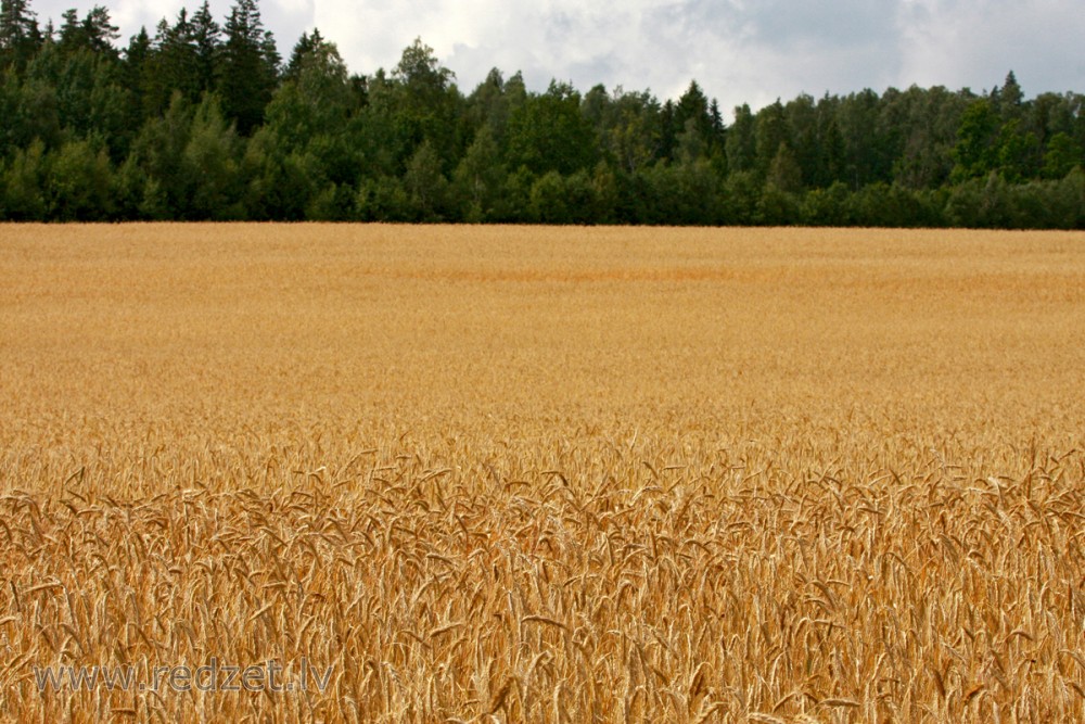 Rye Field