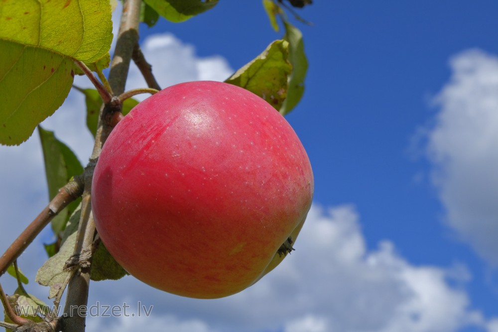 Apple fruit