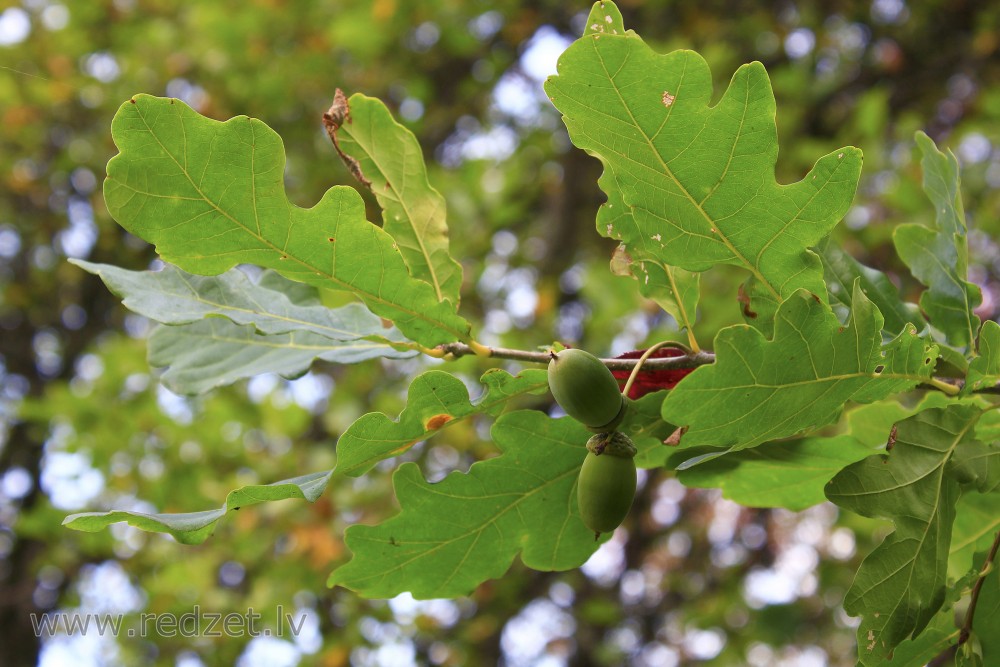 Acorns