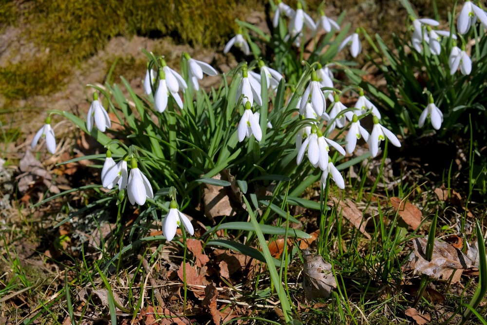 Sniegpulkstenīte (Galanthus nivalis)