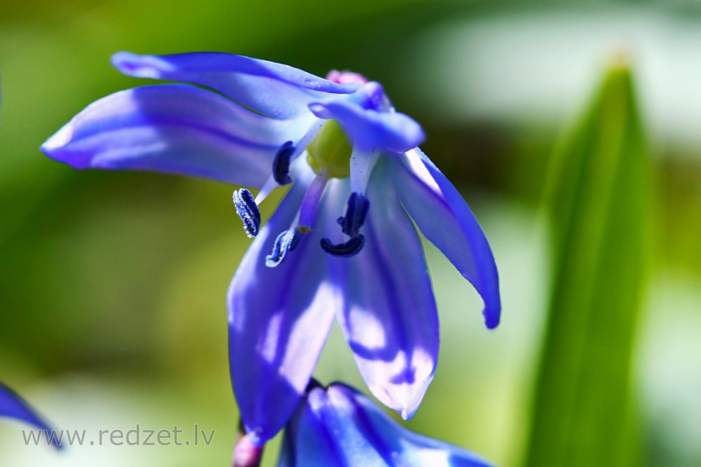 Siberian squill Close Up
