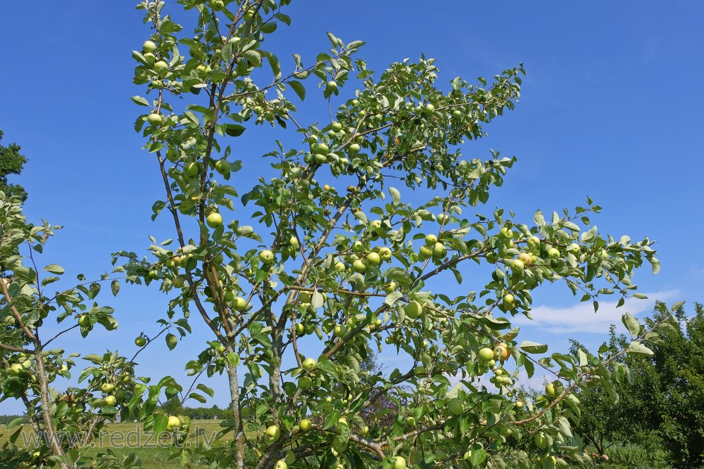 Apple tree