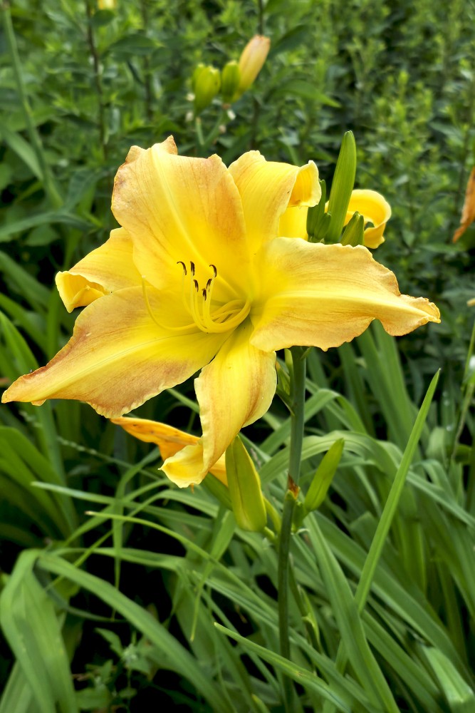 Yellow Daylily Flower in Full Bloom Close-Up