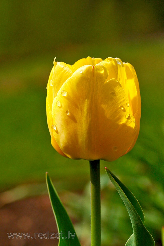 Aprasojis tulpes zieds