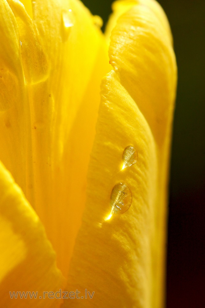 Close up of Tulips Flowers