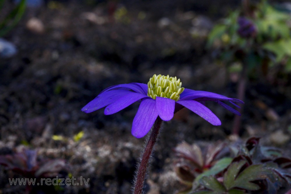 Anemonoides blanda, Balkan anemone 
