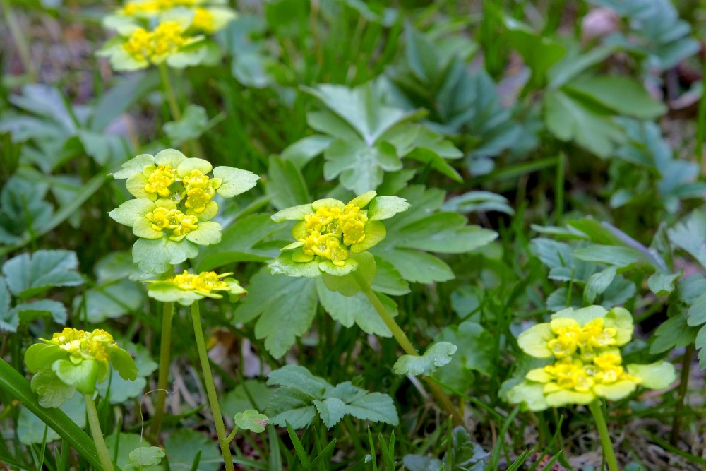 Pamīšlapu pakrēslīte