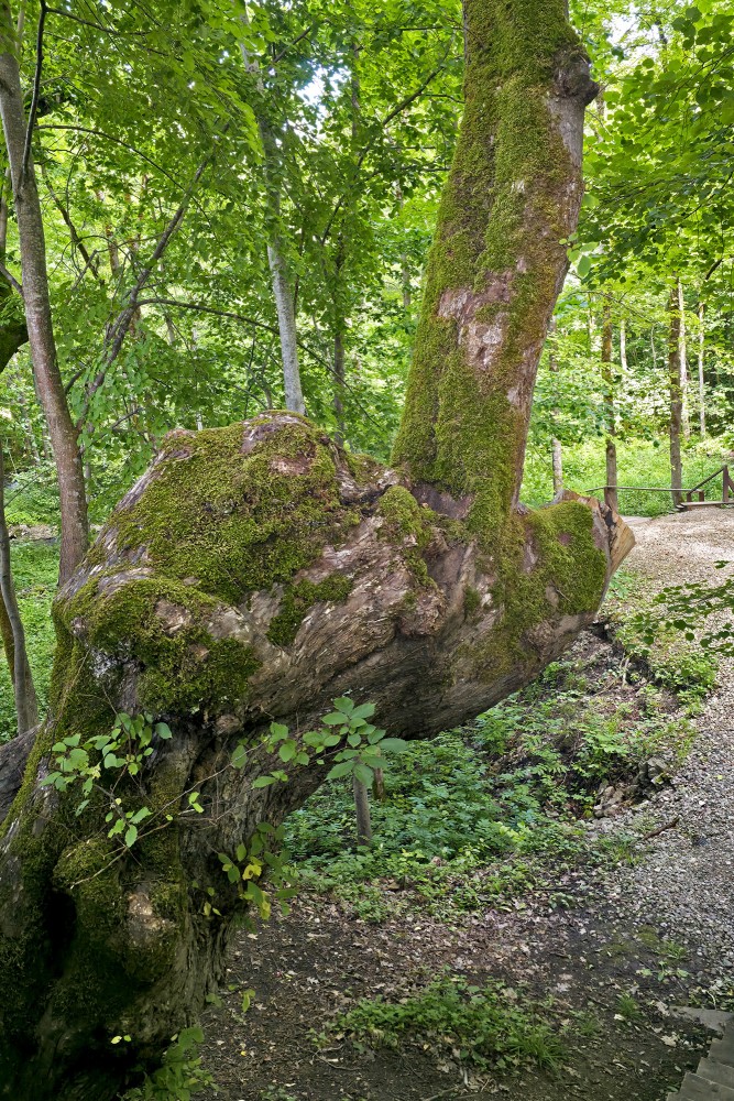 Mossy Old Tree Trunk in the Forest