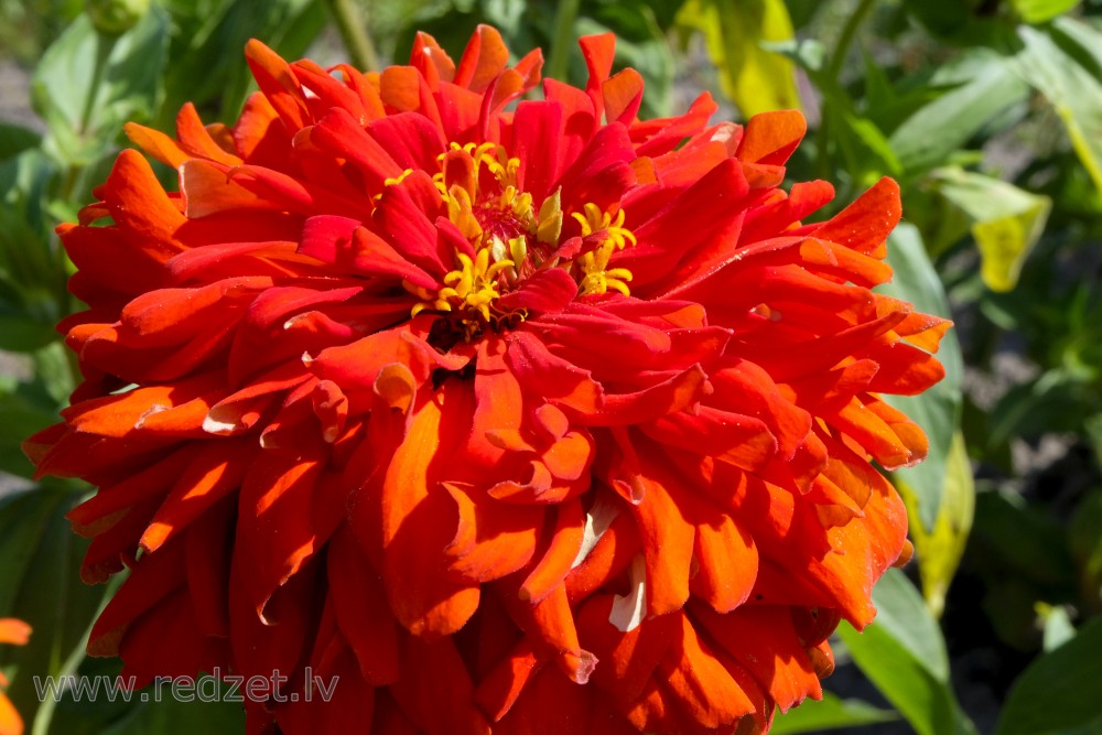 Common zinnia