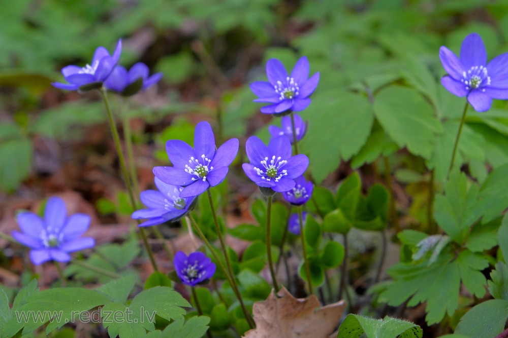 Zilās vizbulītes Zilās vizbulītes