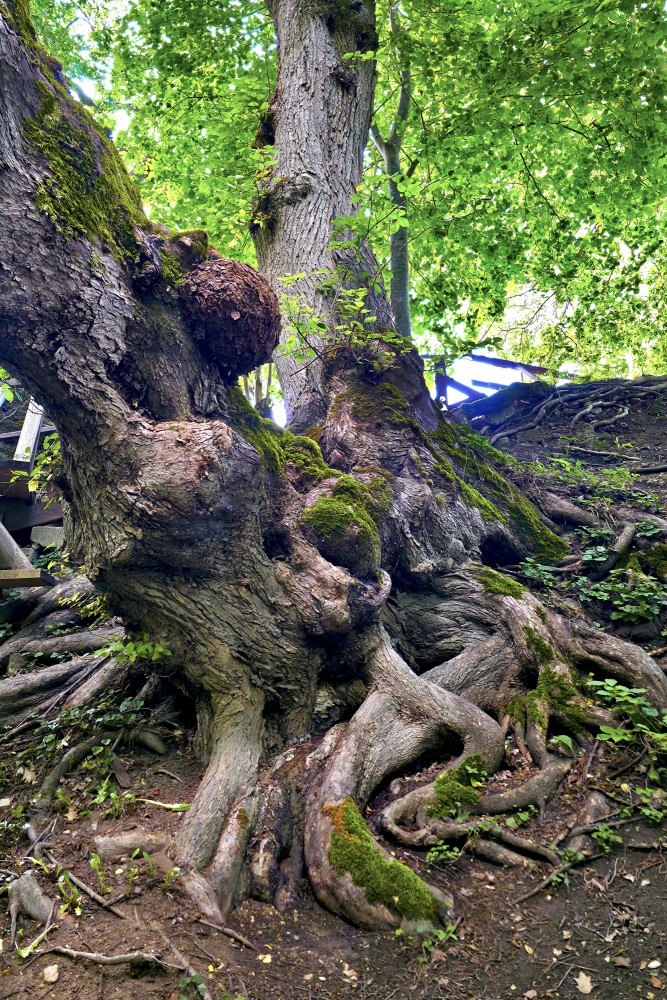Old Tree with Exposed Roots and Moss in the Forest