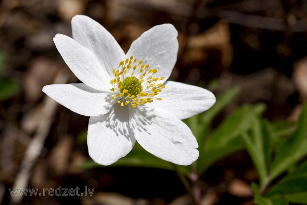 Wood anemone Flower