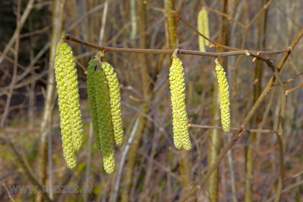Young male catkins of Corylus