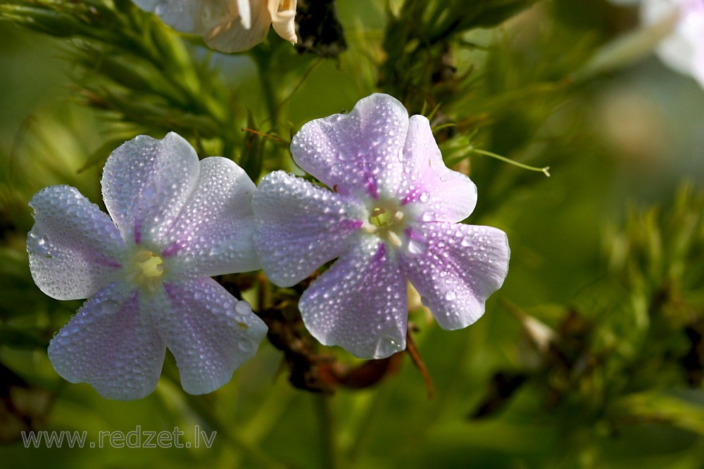 Dew On The garden phlox