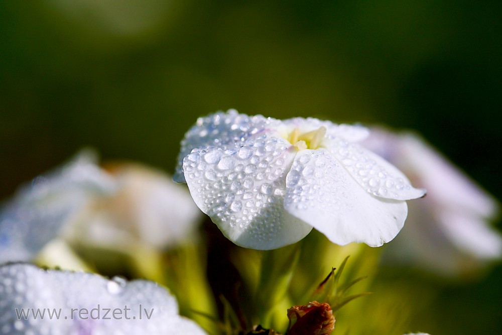 Dew On The garden phlox