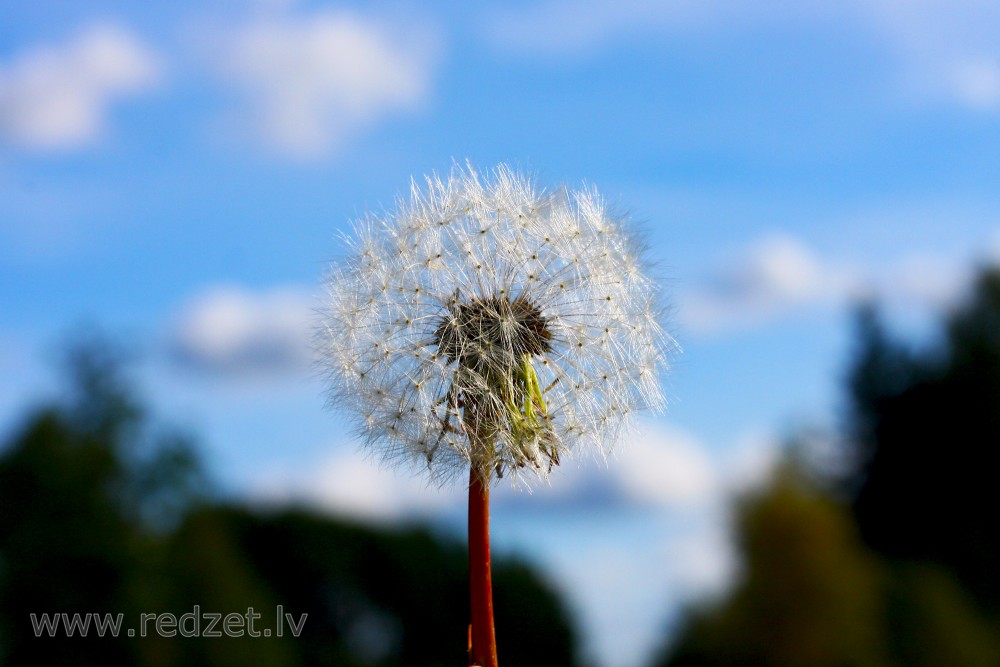  Dandelion Seeds