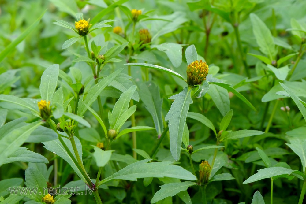 Bidens tripartita - Image of an specimen - Plantarium