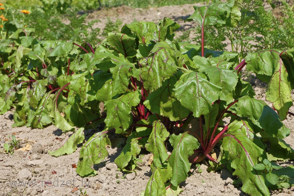 Garden beets